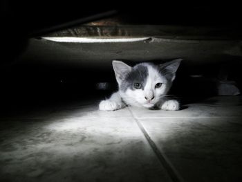 Portrait of cat