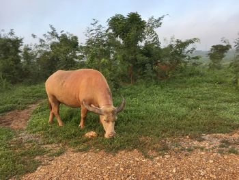 Horse standing in a field