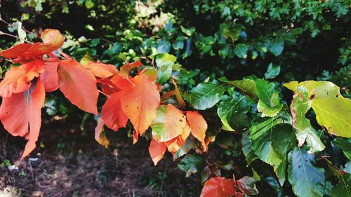 Close-up of leaves on tree