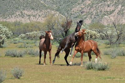 Horses on a field