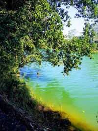 High angle view of plants growing in lake