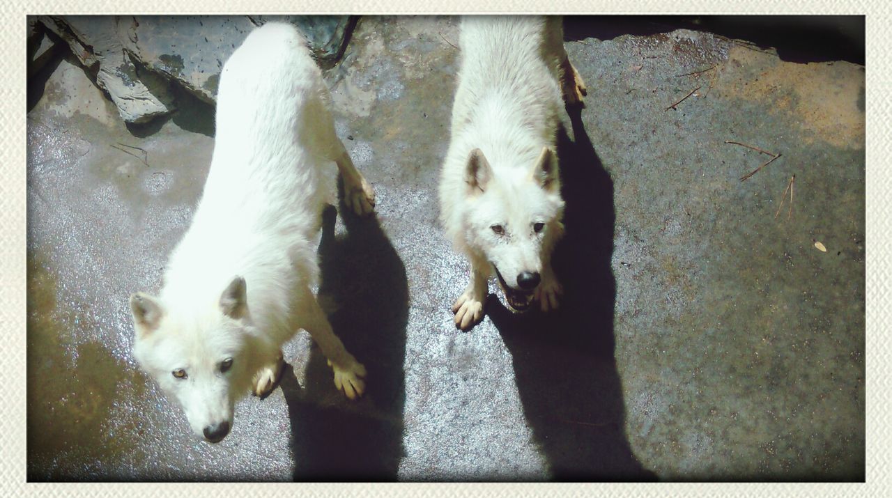 transfer print, domestic animals, animal themes, pets, mammal, dog, auto post production filter, one animal, high angle view, white color, standing, two animals, outdoors, street, day, togetherness, water, walking, nature, zoology