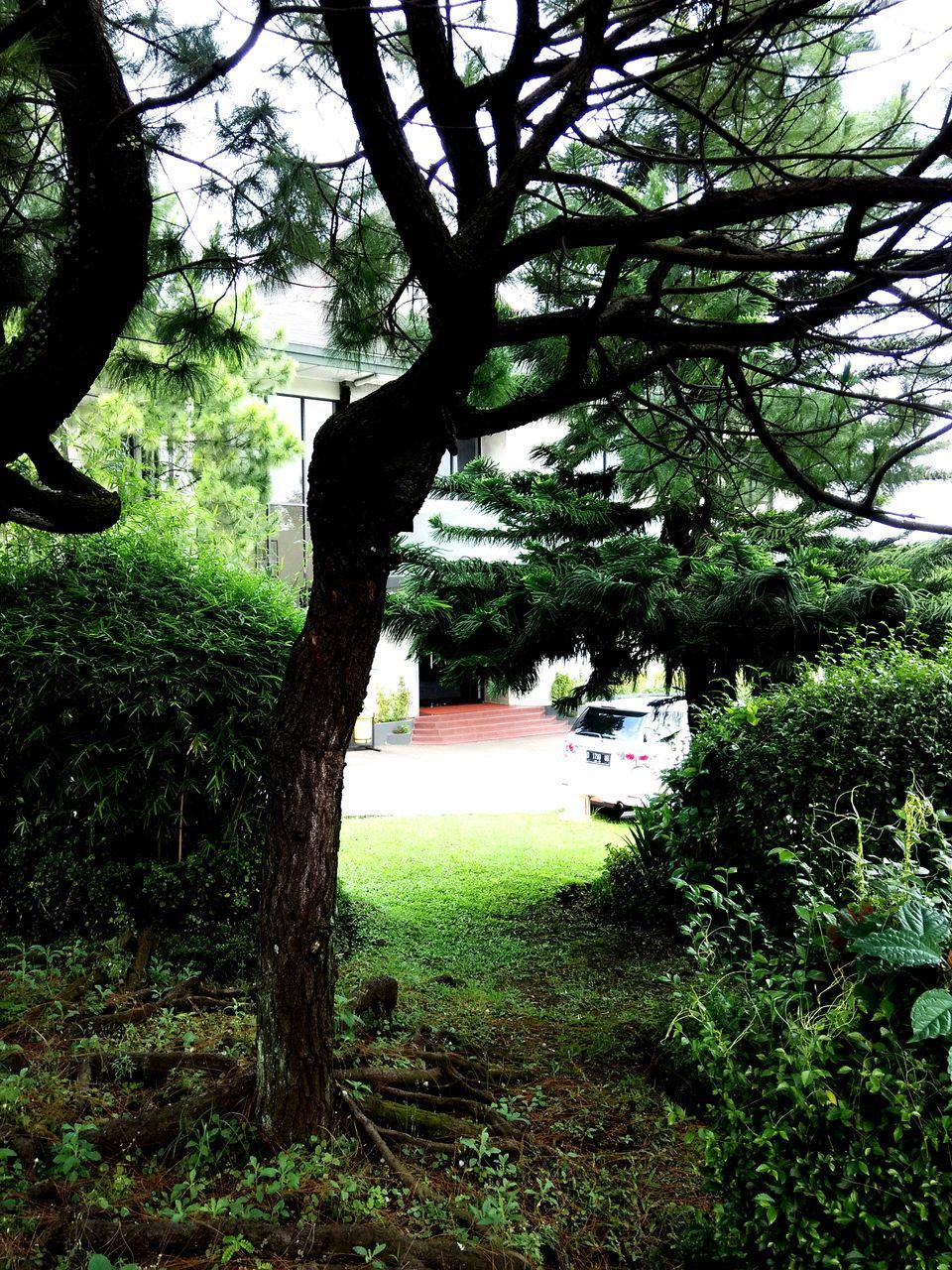 tree, tree trunk, growth, branch, park - man made space, green color, tranquility, nature, sunlight, park, grass, shadow, beauty in nature, plant, tranquil scene, day, lawn, outdoors, no people, bench