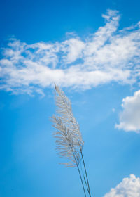 Low angle view of stalks against blue sky