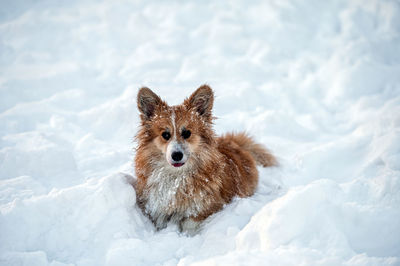 Welsh corgi pembroke plays in the white snow on a cold winter day