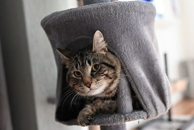 Close-up portrait of a cat