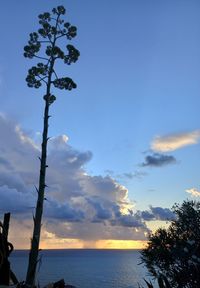 Silhouette tree by sea against sky during sunset