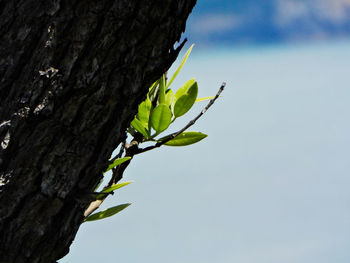 Low angle view of tree against sky