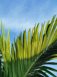 Low angle view of palm tree against sky