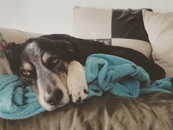 Dog resting on bed at home