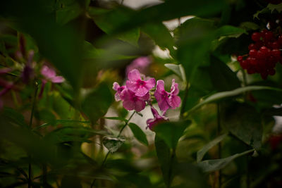 Close-up of pink flowering plant