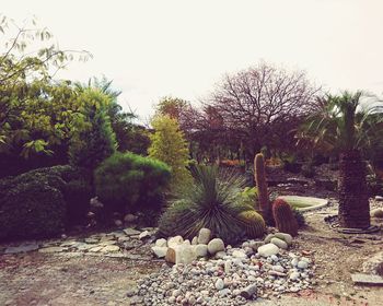 Plants and trees in park against clear sky