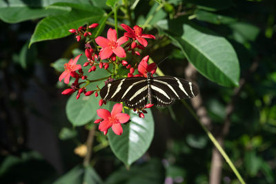 Perched butterfly on a green leaf is vibrant on a sunny day in the garden