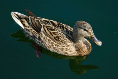 High angle view of duck floating on water