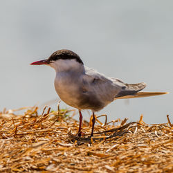 Close-up of bird perching on a field