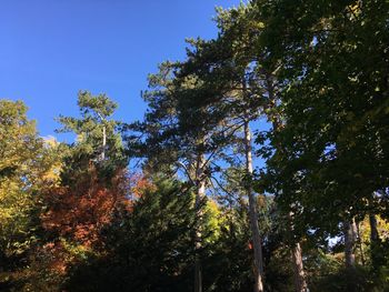 Low angle view of trees in forest during autumn