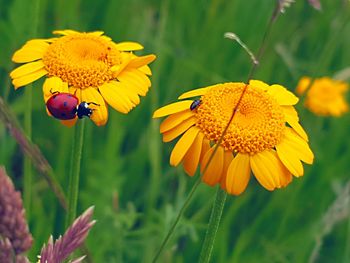 Close-up of bee on yellow flower