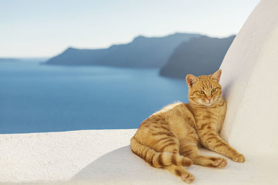 Portrait of cat relaxing on wall against sea