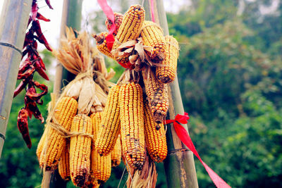 Sweetcorns hanging at market for sale