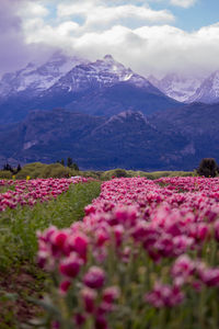 Scenic view of field and mountains against sky