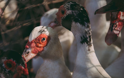 The atmosphere of the market for selling ducks for cooking.