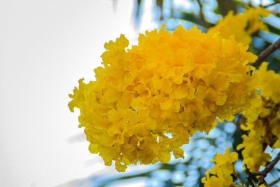 Close-up of yellow flowering plant