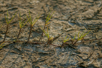 Close-up of dead plant on field