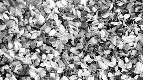 Extreme close up of leaves