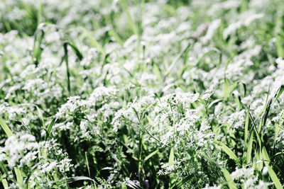 Close-up of white flowering plants on field