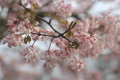 Close-up of pink cherry blossom tree