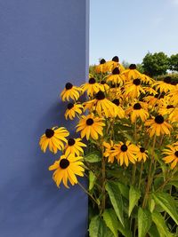 Close-up of yellow flowering plant against sky