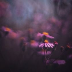 Close-up of purple flower