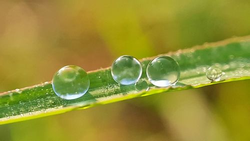 Close-up of raindrops on leaf