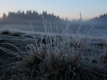 Close-up of grass against sky during winter