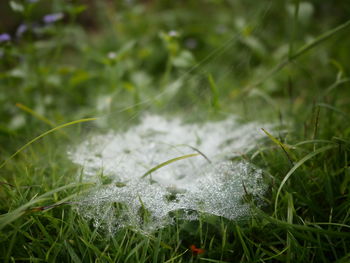 Close-up of fresh plants on field