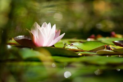 Close-up of lotus water lily in pond