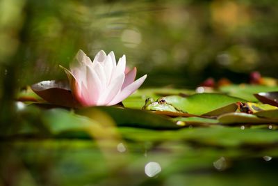 Close-up of lotus water lily and frog in pond