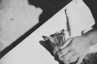 Cropped hand of person stroking cat on seat