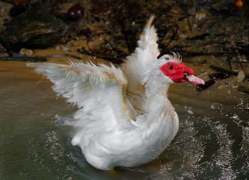 View of a duck in lake