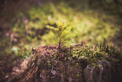 Close-up of moss growing on tree trunk