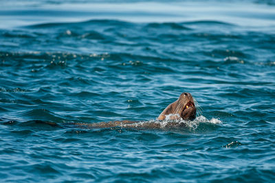 Steller sea lion in broughton archipelago marine provincial park