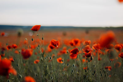 Close-up of yellow flowering plants on field