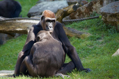 Close-up of monkey in zoo