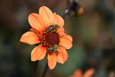 Close-up of insect on orange flower