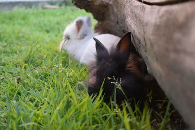 Cat lying on grass