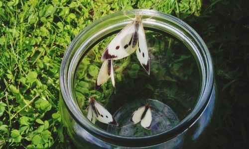 Close-up of butterflies in glass jar by plants