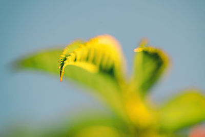 Close-up of yellow flowering plant against sky