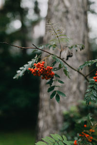 Close-up of red berries on plant