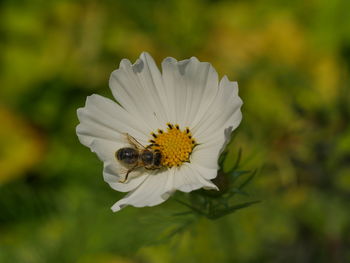 Close-up of bee pollinating on flower