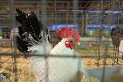 Close-up of hen in cage